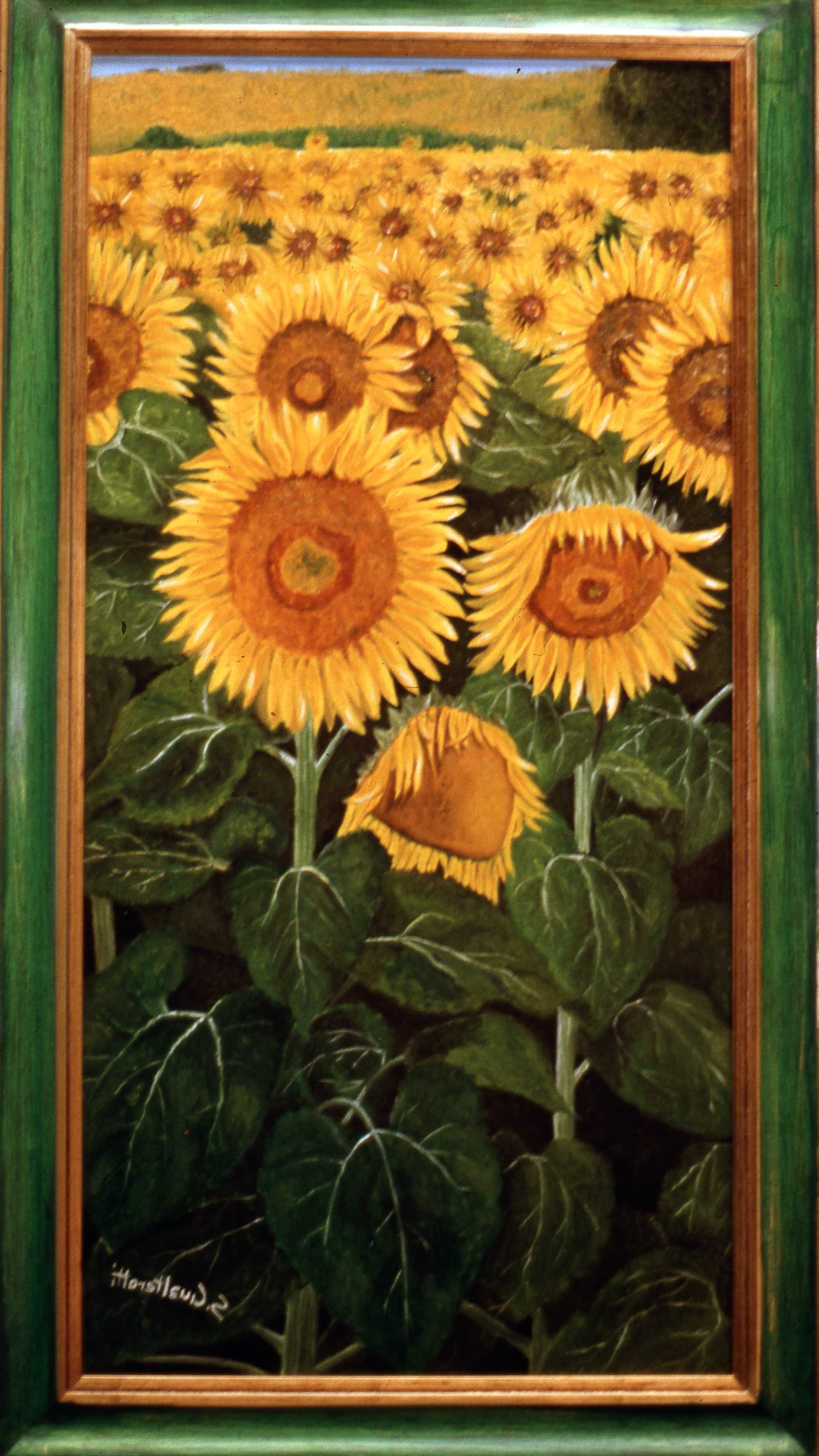 Il Campo di Girasoli